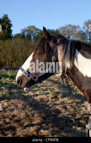 Cheval gypsy coloré avec une chaîne rembourré intégré autour du cou il. Banque D'Images