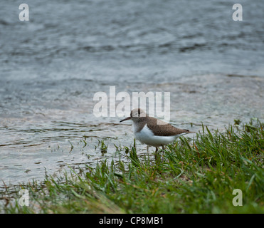 Actitis hypoleucos Common Sandpiper rivière Spey, région de Grampian. L'Écosse. 8209 SCO Banque D'Images