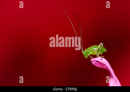 Un omble de bush-cricket (Leptophyes moricei) nymphe perché sur un pétale de rose géranium en face d'une fleur de pivoine rouge. Banque D'Images