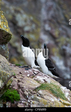 Les petits pingouins (Alca torda) perché sur les falaises de St Abb's Head, Berwickshire, en Écosse. De juin. Banque D'Images