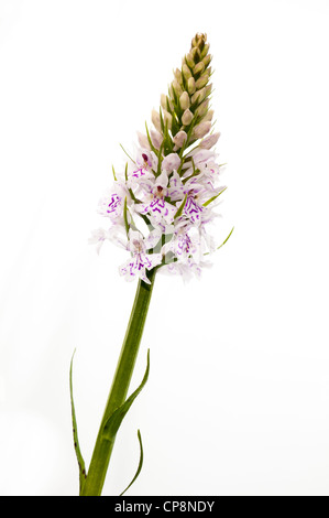 Une fleur d'orchidée-tacheté (Dactylorhiza fuchsii) à de plus en plus de faune à Sevenoaks, dans le Kent. Banque D'Images