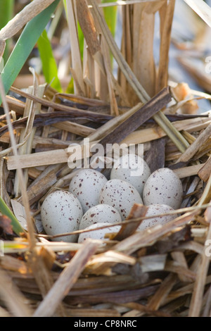 Nid de Poule d avec huit oeufs Banque D'Images