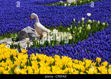 Muscaris sont comme une rivière, entouré de tulipes Banque D'Images