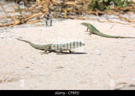 Ibiza lézard des murailles (Podarcis pityusensis), l'île de Majorque, Espagne Banque D'Images