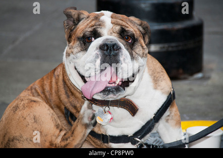 Bulldog assis Banque D'Images