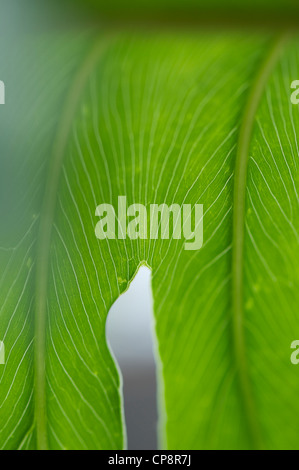 Dans une veine de la feuille verte close up shoot, peut être utilisé comme texture de fond merveilleux Banque D'Images