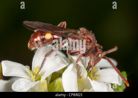 Nomad (abeille Nomada sp.) Banque D'Images