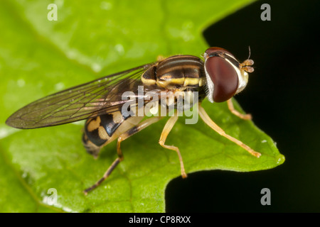 Fly fleur (Toxomerus geminatus) - Femmes Banque D'Images