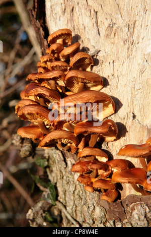 La queue de velours à partir de champignons à sécher sur un tronc d'arbre Banque D'Images