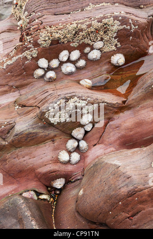 Rock Rose en couches sur une plage de Pembrokeshire offre un accueil pour les patelles et les balanes, UK Banque D'Images