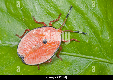 Nymphe bug orange Bronze sur lemon tree Banque D'Images