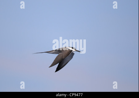 Sterne bridée (Onychoprion anaethetus) en vol, les Maldives Banque D'Images