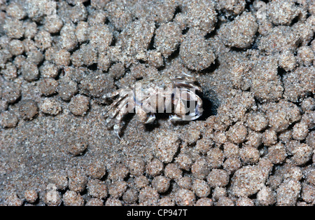 Sand-bubbler crabe (Scopimera inflata) se nourrissant sur le sable l'Australie Banque D'Images