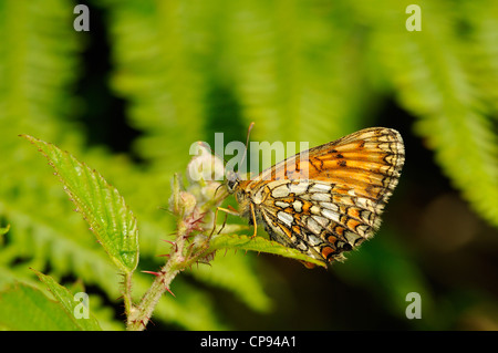 Heath Fritillary Mellicta athalia (papillon) au repos, Kent, UK Banque D'Images