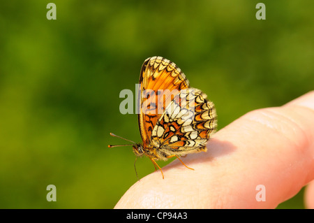 Heath Fritillary Mellicta athalia (papillon) se nourrissent de minéraux des fabricants, Kent, UK Banque D'Images