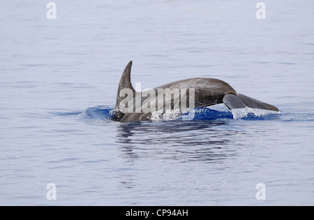 Dauphin de Risso (Grampus griseus) plongée sous-marine, les Maldives Banque D'Images