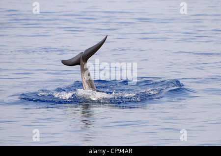 Dauphin de Risso (Grampus griseus) plongée sous-marine, avec queue en l'air fluke, les Maldives Banque D'Images