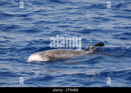 Dauphin de Risso (Grampus griseus) à la surface, les Maldives Banque D'Images