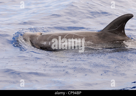 Dauphin de Risso (Grampus griseus) à la surface, les Maldives Banque D'Images