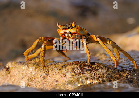 Sally Lighfoot (crabe Grapsus espèce) reposant sur le roc, les Maldives Banque D'Images