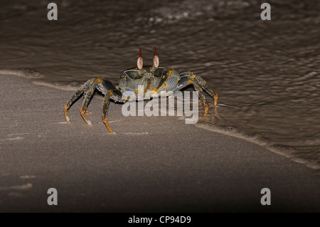 Ou cornes Corne-eyed Ghost Crab (Ocypode) ceratophthalmus sur la plage le soir, les Maldives Banque D'Images