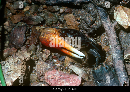 Fiddler crab (Uca sp. : Ocypodidae) Guinée Banque D'Images