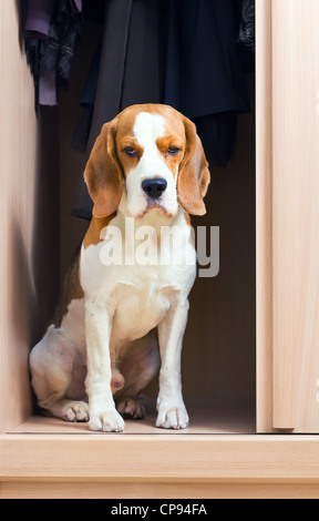 L'absence de chien a grimpé dans une armoire. Banque D'Images