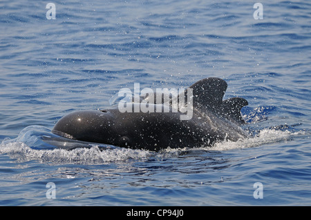 Le globicéphale noir (Globicephala macrorhynchus) mâle et veau à la surface, les Maldives Banque D'Images