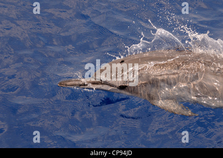 Dauphin à long bec (Stenella longirostris) à la surface, les Maldives Banque D'Images