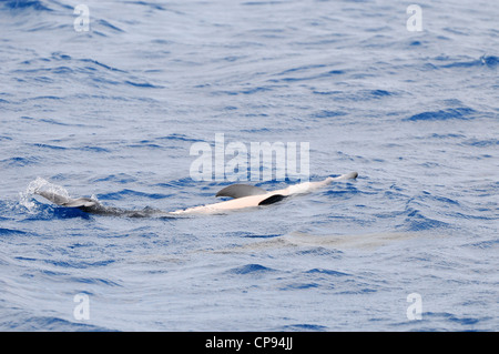 Dauphin à long bec (Stenella longirostris) nager à l'envers à la surface, les Maldives Banque D'Images