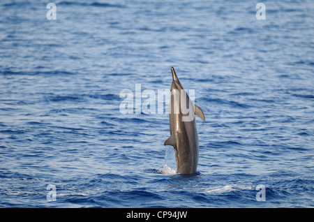 Dauphin à long bec (Stenella longirostris) sautant, les Maldives Banque D'Images