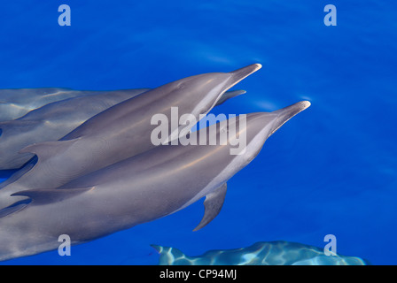 Dauphin tacheté pantropical (Stenella attenuata), les Maldives surfaçage pod Banque D'Images