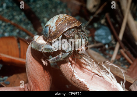 / Pacifique Équatorienne (ermite Coenobita compressus) se nourrissant de Driftwood Costa Rica Banque D'Images