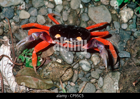 Terre rouge Crabe (Gecarcinus quadratus : Gecarcinidae) dans la forêt pluviale côtière Costa Rica Banque D'Images