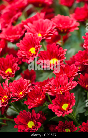 Chrysanthemum 'Nouveau' de Dublin Banque D'Images