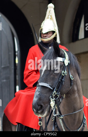 L'une de la Reine d'Angleterre chevaux sur la garde au Horse Guards London England Banque D'Images