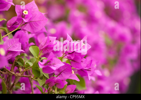 Bougainvillea 'Elizabeth Angus" en fleurs Banque D'Images