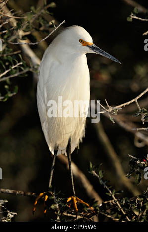 Aigrette neigeuse (Egretta thula) l'Alligator Farm, St Augustine FL Banque D'Images