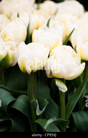 Tulipa 'Mount Tacoma', double fin Tulip Banque D'Images