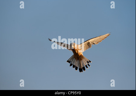 Kestrel européenne, faucon crécerelle (Falco tinnunculus) Banque D'Images