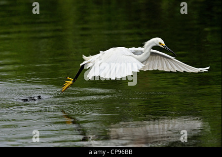 Aigrette neigeuse (Egretta thula) La chasse à slough Everglades NP, Shark Valley FL Banque D'Images