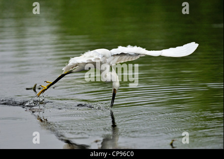 Aigrette neigeuse (Egretta thula) La chasse à slough Everglades NP, Shark Valley FL Banque D'Images