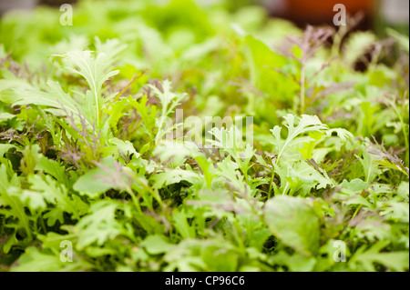 'La coupe des feuilles de moutarde salade mixte Banque D'Images