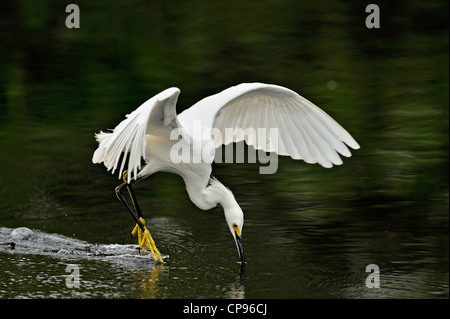 Aigrette neigeuse (Egretta thula) La chasse à slough Everglades NP, Shark Valley FL Banque D'Images