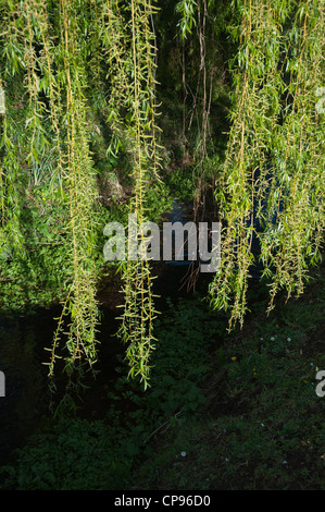 Arbre saule pleureur (Salix babylonica) branches surplombant stream Banque D'Images