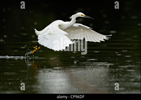 Aigrette neigeuse (Egretta thula) La chasse à slough Everglades NP, Shark Valley FL Banque D'Images