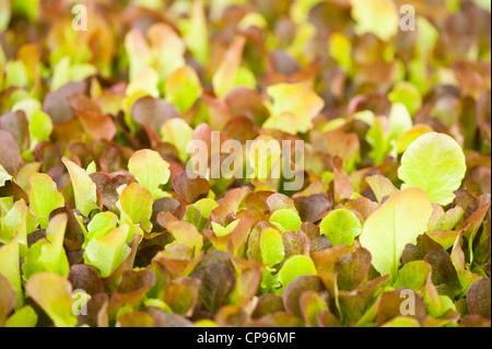 Baby Leaf Lettuce, feuille enroulée rouge Saladier, Lactuca sativa Banque D'Images