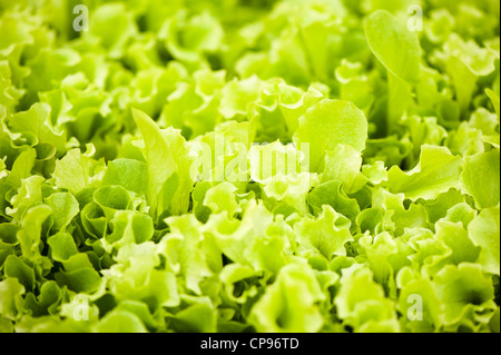 Baby Leaf Lettuce 'lollo bionda' (Lactuca sativa), sur feuillets mobiles Banque D'Images