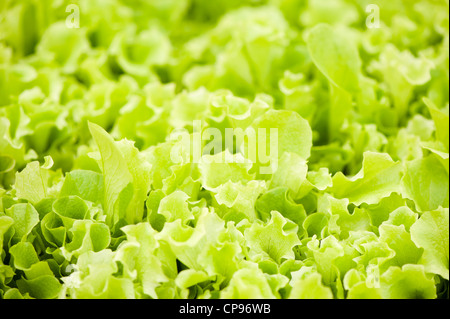 Baby Leaf Lettuce 'lollo bionda' (Lactuca sativa), sur feuillets mobiles Banque D'Images