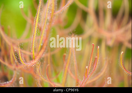 Drosera binata var multifida, Fork-Leaved Rossolis Banque D'Images